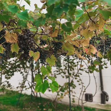 Prenociste Katarina Jugovo 3* Smederevo